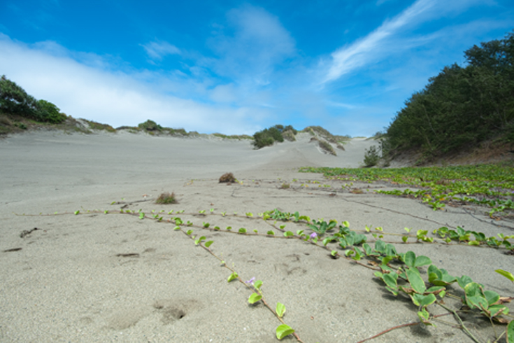 You can explore the giant, windswept sand dunes of the Sigatoka Sand Dunes National Park on marked trails. These constantly shifting dunes have been thousands of years in the making, and archaeologists have uncovered ancient pots and other artifacts from early civilizations on Viti Levu in the dunes. (Photo Credits: © Maurie Hill) 